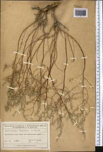 Полынь туранская (Krasch.) Poljak., Средняя Азия и Казахстан, Муюнкумы, Прибалхашье и Бетпак-Дала (M9) (Казахстан)