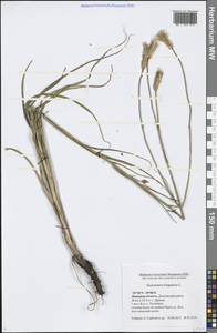 Pseudopodospermum hispanicum subsp. hispanicum, Восточная Европа, Центральный лесостепной район (E6) (Россия)