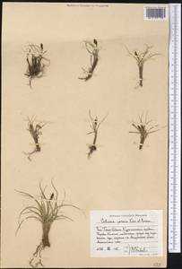 Carex alatauensis S.R.Zhang, Средняя Азия и Казахстан, Западный Тянь-Шань и Каратау (M3) (Узбекистан)