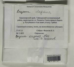 Rosulabryum elegans (Nees ex Brid.) Ochyra, Гербарий мохообразных, Мхи - Красноярский край, Тыва и Хакасия (B17) (Россия)