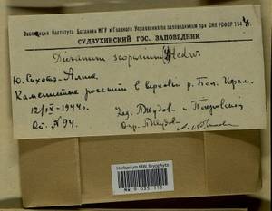 Dicranum scoparium Hedw., Гербарий мохообразных, Мхи - Дальний Восток (без Чукотки и Камчатки) (B20) (Россия)