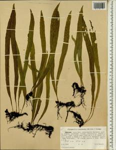 Lepisorus excavatus (Bory ex Willd.) Ching, Африка (AFR) (Эфиопия)