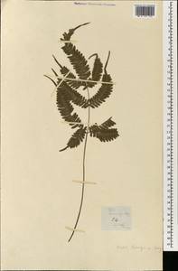 Pteridium aquilinum subsp. capense (Thunb.) C. Chr., Зарубежная Азия (ASIA) (Филиппины)