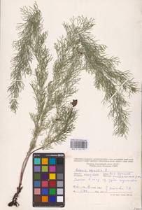 Горицвет весенний, Адонис весенний L., Восточная Европа, Молдавия (E13a) (Молдавия)