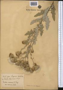Cirsium arvense var. vestitum Wimm. & Grab., Средняя Азия и Казахстан, Сырдарьинские пустыни и Кызылкумы (M7) (Узбекистан)