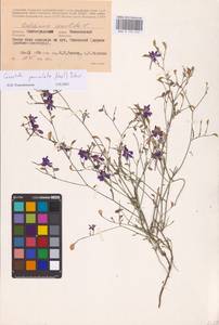 Delphinium consolida subsp. paniculatum (Host) N.Busch, Восточная Европа, Нижневолжский район (E9) (Россия)