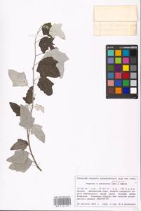 Populus × canescens (Aiton) Sm., Восточная Европа, Московская область и Москва (E4a) (Россия)