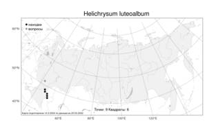 Helichrysum luteoalbum (L.) Rchb., Атлас флоры России (FLORUS) (Россия)