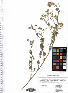 Medicago falcata subsp. falcata, Восточная Европа, Восточный район (E10) (Россия)