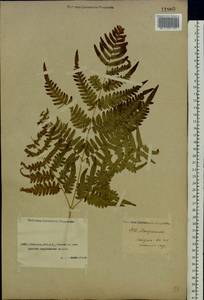 Pteridium aquilinum subsp. pinetorum (C. N. Page & R. R. Mill) J. A. Thomson, Средняя Азия и Казахстан, Прикаспийский Устюрт и Северное Приаралье (M8) (Казахстан)