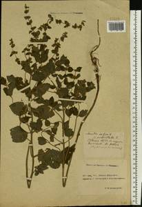 Mentha × verticillata L., Восточная Европа, Ростовская область (E12a) (Россия)