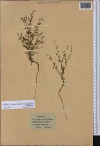 Липучка поникшая (Lehm.) Menyh., Средняя Азия и Казахстан, Каракумы (M6) (Туркмения)