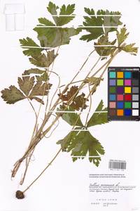 Купальница европейская L., Восточная Европа, Московская область и Москва (E4a) (Россия)