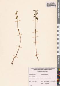 Ладьян трехнадрезанный Châtel., Сибирь, Чукотка и Камчатка (S7) (Россия)