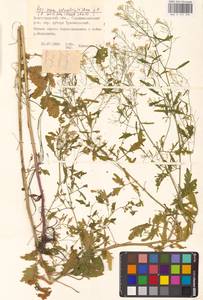 Жерушник лесной (L.) Besser, Восточная Европа, Нижневолжский район (E9) (Россия)