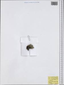 Artemisia mutellina S. G. Gmel., Западная Европа (EUR) (Италия)