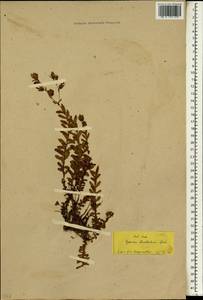 Hypericum adenotrichum Spach, Зарубежная Азия (ASIA) (Турция)