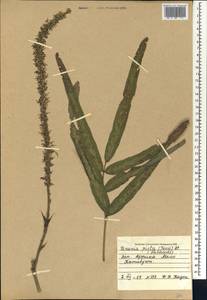Uraria picta (Jacq.)DC., Африка (AFR) (Мали)