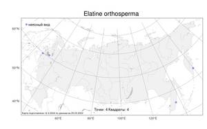 Elatine orthosperma, Повойничек прямосемнный Düben, Атлас флоры России (FLORUS) (Россия)