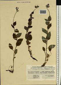 Mertensia kamczatica (Turcz.) DC., Сибирь, Чукотка и Камчатка (S7) (Россия)