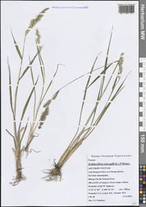 Ежовник обыкновенный, Куриное просо (L.) P.Beauv., Зарубежная Азия (ASIA) (Вьетнам)