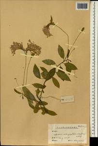 Hibiscus schizopetalus (Dyer) Hook. fil., Зарубежная Азия (ASIA) (КНР)