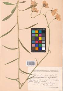 Колокольчик персиколистный L., Восточная Европа, Центральный район (E4) (Россия)