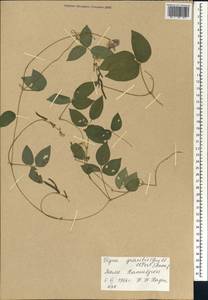 Vigna gracilis (Guill. & Perr.)Hook.f., Африка (AFR) (Мали)