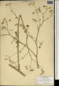 Zeravschania pastinacifolia (Boiss. & Hohen.) Salimian & Akhani, Зарубежная Азия (ASIA) (Иран)