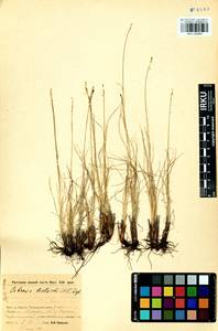 Carex myosuroides Vill., Сибирь, Прибайкалье и Забайкалье (S4) (Россия)