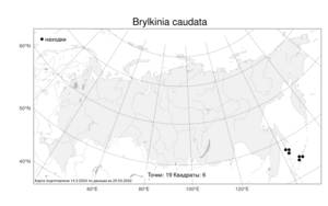 Brylkinia caudata, Брылкиния хвостатая (Munro ex A.Gray) F.Schmidt, Атлас флоры России (FLORUS) (Россия)