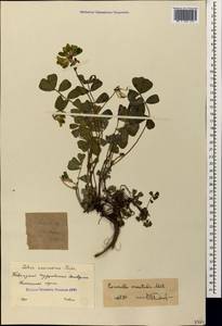 Coronilla orientalis Mill., Кавказ, Краснодарский край и Адыгея (K1a) (Россия)