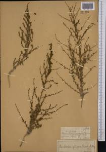 Пандерия волосистая Fisch. & C. A. Mey., Средняя Азия и Казахстан, Муюнкумы, Прибалхашье и Бетпак-Дала (M9) (Казахстан)