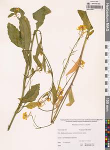 Капуста сизая, Сарептская горчица (L.) Czern., Сибирь, Чукотка и Камчатка (S7) (Россия)