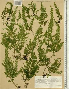 Selaginella goudotiana var. abyssinica (Spring) Bizzarri, Африка (AFR) (Эфиопия)