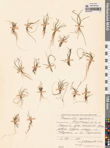 Лютик распростертый, Лютик стелющийся L., Сибирь, Чукотка и Камчатка (S7) (Россия)