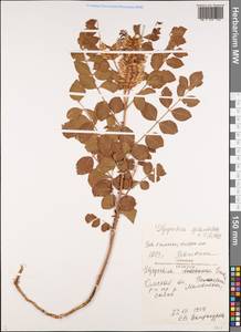 Glycyrrhiza eglandulosa X.Y.Li, Сибирь, Западная Сибирь (S1) (Россия)