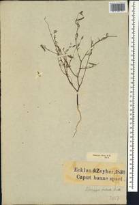 Lotononis falcata (E.Mey.)Benth., Африка (AFR) (ЮАР)