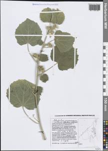 Abutilon pannosum (G.Forst.) Schltdl., Зарубежная Азия (ASIA) (ОАЭ)