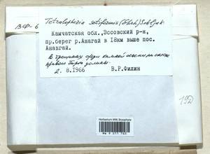 Tetralophozia setiformis (Ehrh.) Schljakov, Гербарий мохообразных, Мхи - Чукотка и Камчатка (B21) (Россия)
