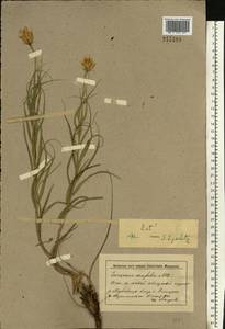 Gelasia ensifolia (M. Bieb.) Zaika, Sukhor. & N. Kilian, Восточная Европа, Нижневолжский район (E9) (Россия)