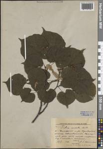 Липа сердцелистная, Липа мелколистная Mill., Восточная Европа, Центральный лесной район (E5) (Россия)