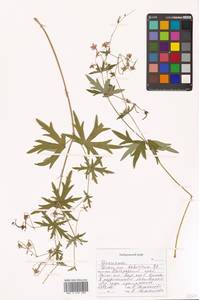 Герань даурская DC., Сибирь, Дальний Восток (S6) (Россия)