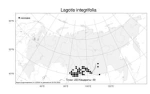 Lagotis integrifolia, Лаготис цельнолистный (Willd.) Schischk., Атлас флоры России (FLORUS) (Россия)