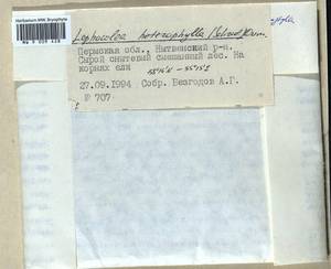 Lophocolea heterophylla (Schrad.) Dumort., Гербарий мохообразных, Мхи - Пермский край, Удмуртия, Свердловская и Кировская области (B8) (Россия)