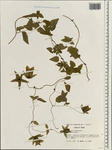 Codonopsis pilosula subsp. handeliana (Nannf.) D.Y.Hong & L.M.Ma, Зарубежная Азия (ASIA) (КНР)