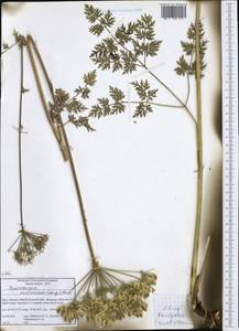 Pteroselinum austriacum (Jacq.) Rchb., Западная Европа (EUR) (Италия)