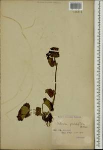 Betonica macrantha K.Koch, Кавказ, Грузия (K4) (Грузия)