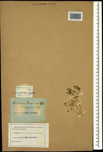 Anthriscus sylvestris subsp. sylvestris, Кавказ (без точных местонахождений) (K0)
