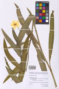 Лютик длиннолистный L., Восточная Европа, Центральный лесостепной район (E6) (Россия)